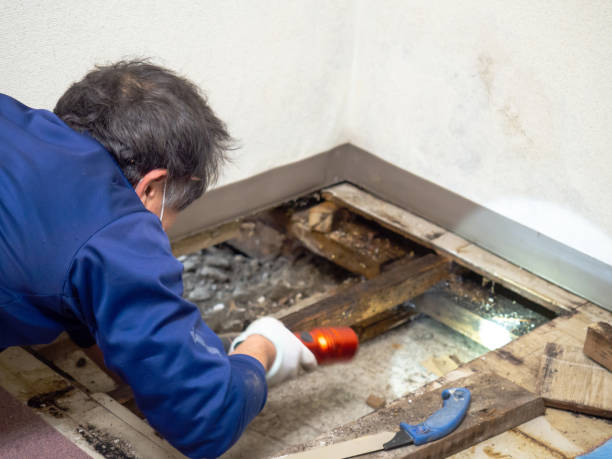 Best Health and Safety Mold Remediation in De Soto, IL