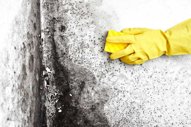 Best Basement Mold Remediation in De Soto, IL