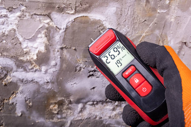Best White Mold Remediation in De Soto, IL