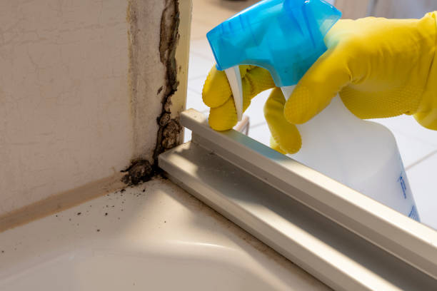 Best Mold Remediation for Specific Building Types in De Soto, IL