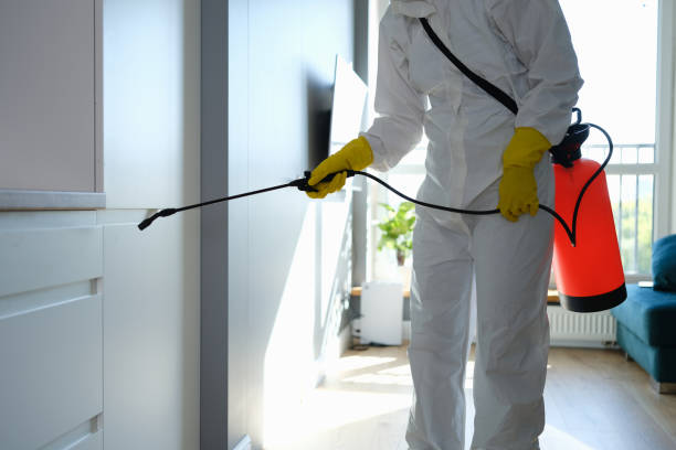 Best Emergency Mold Remediation in De Soto, IL