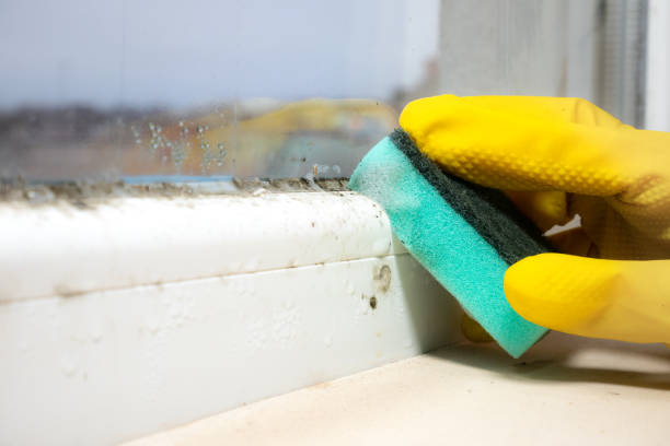 Best Mold Testing and Inspection Services in De Soto, IL