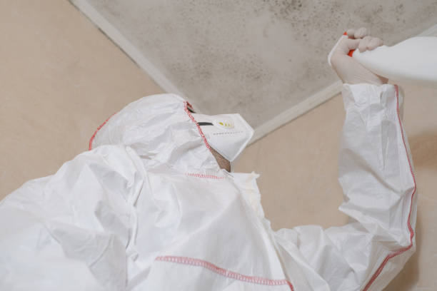 Trusted De Soto, IL Mold Remediation Experts