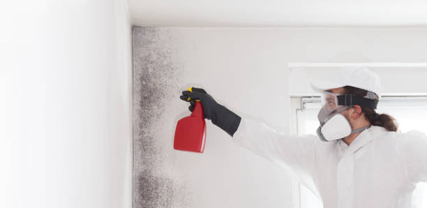 Best DIY Mold Remediation Support Services in De Soto, IL