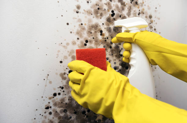 Best HVAC Mold Remediation in De Soto, IL