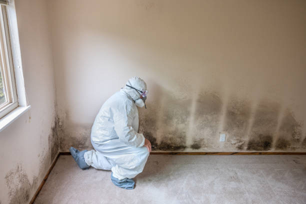 Best Post-Remediation Services in De Soto, IL