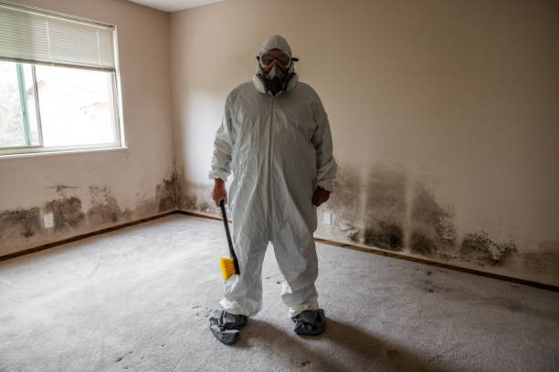 Best Post-Flood Mold Remediation in De Soto, IL