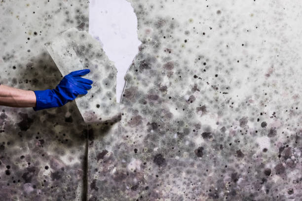 Best Kitchen Mold Remediation in De Soto, IL